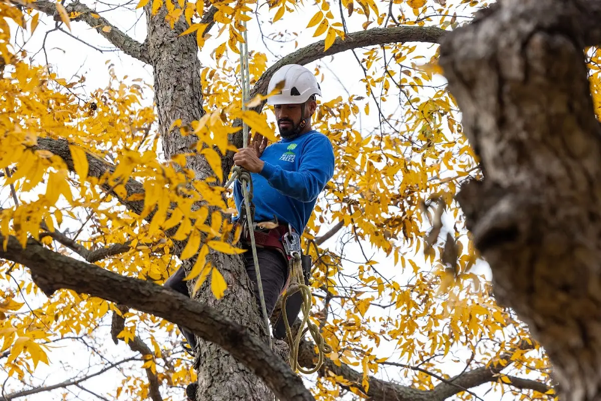 Skilled Tree Transplanting crew working in Valmy